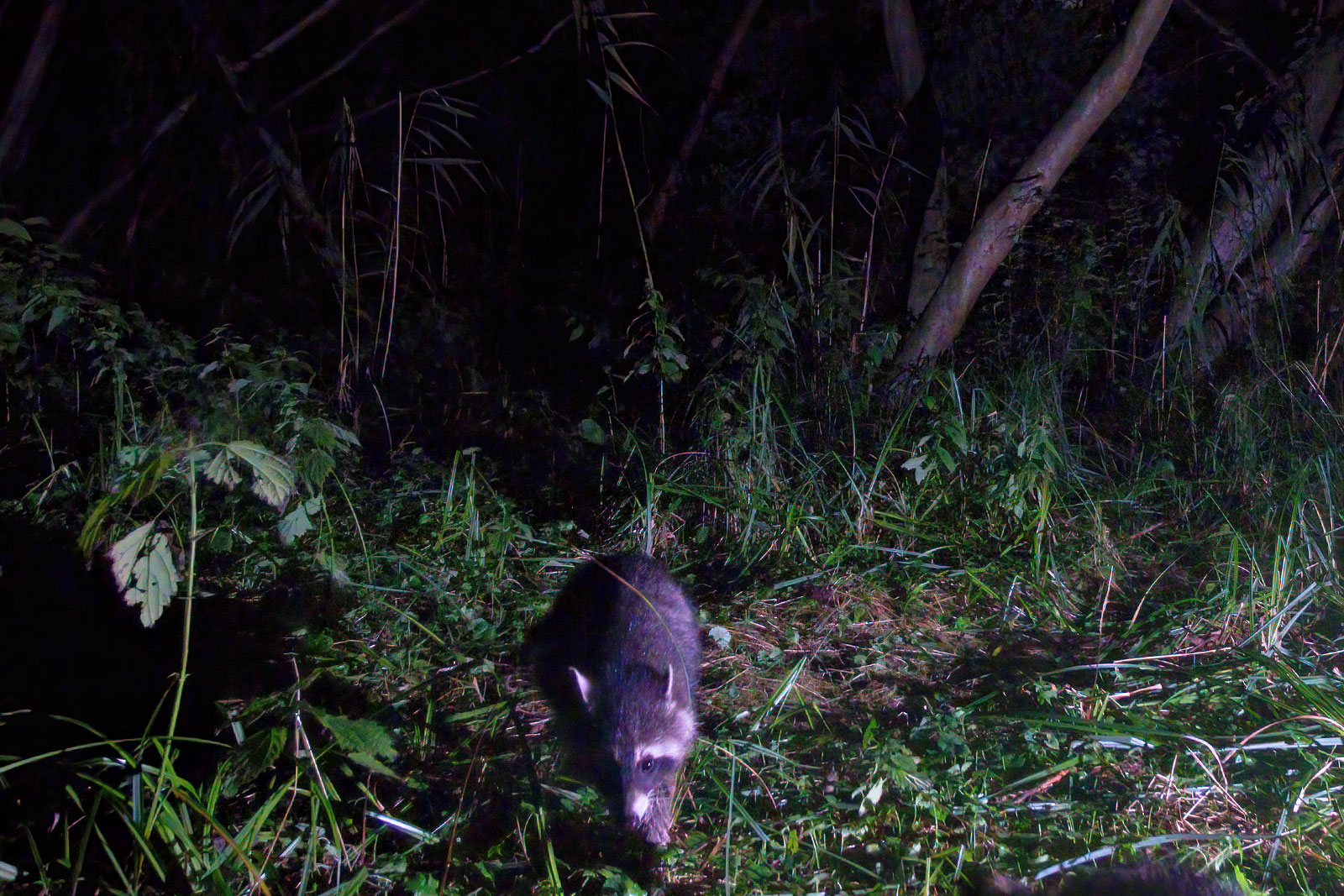 In einem Wäldchen bei Wulfsdorf