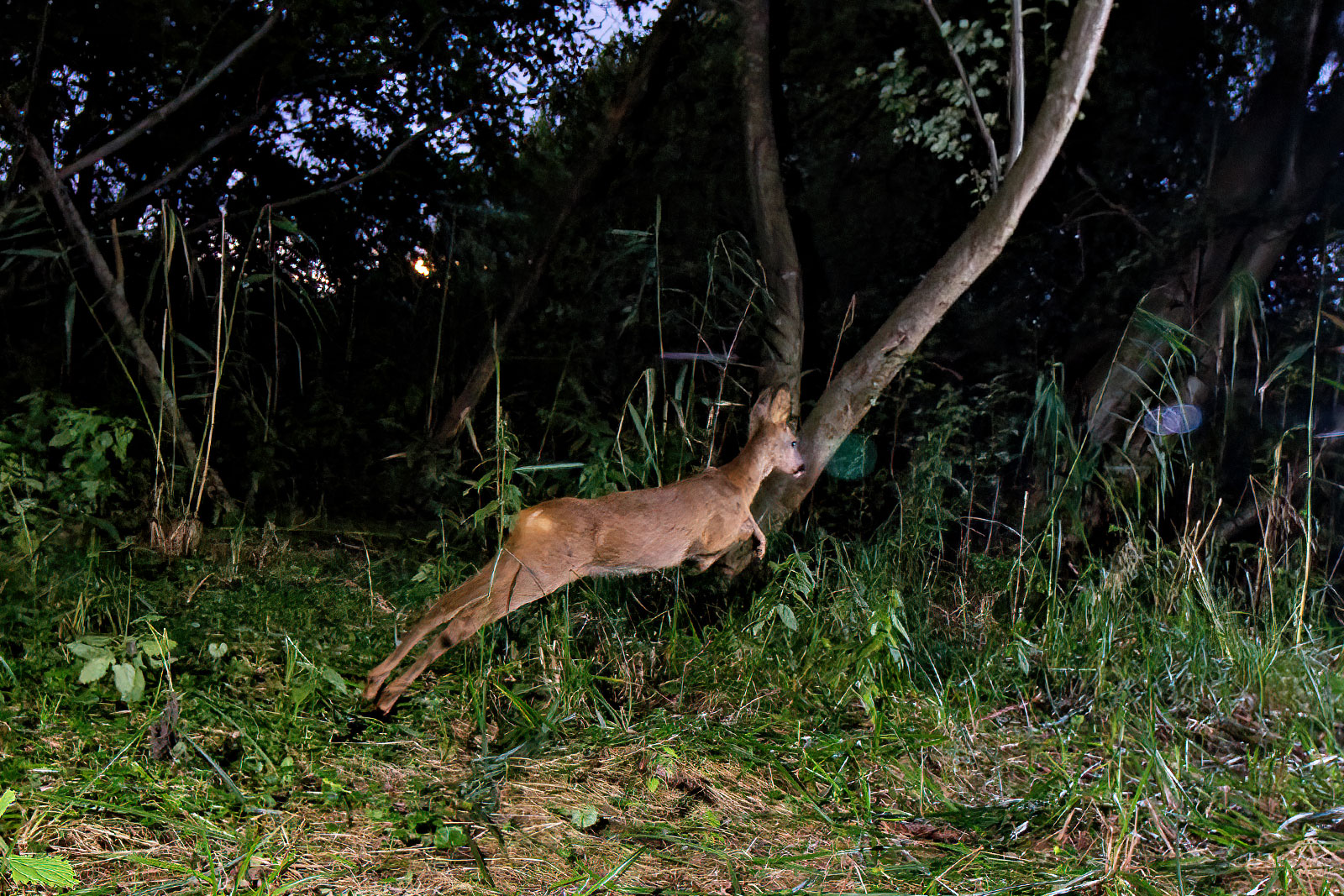 In einem Wäldchen bei Wulfsdorf