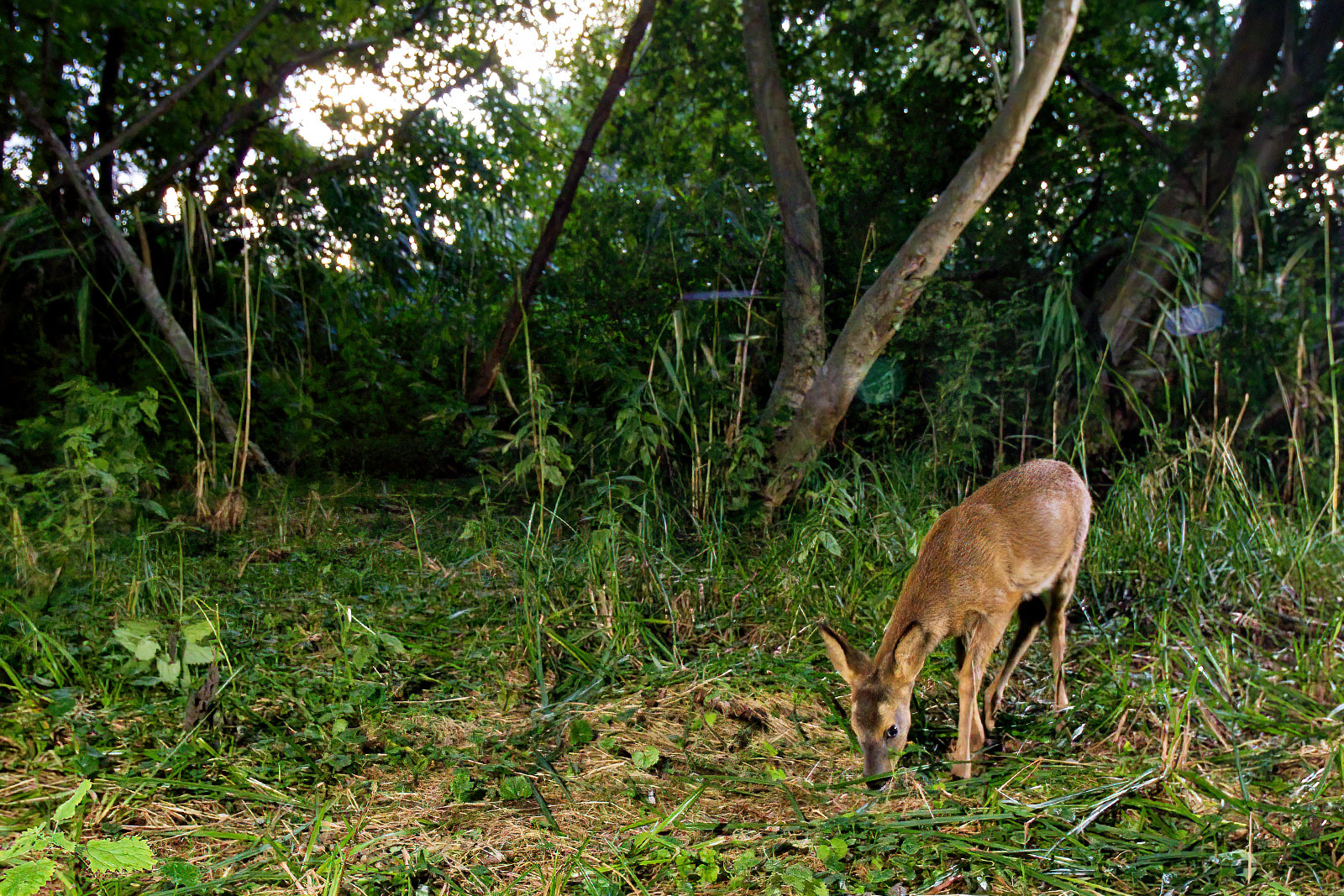 In einem Wäldchen bei Wulfsdorf
