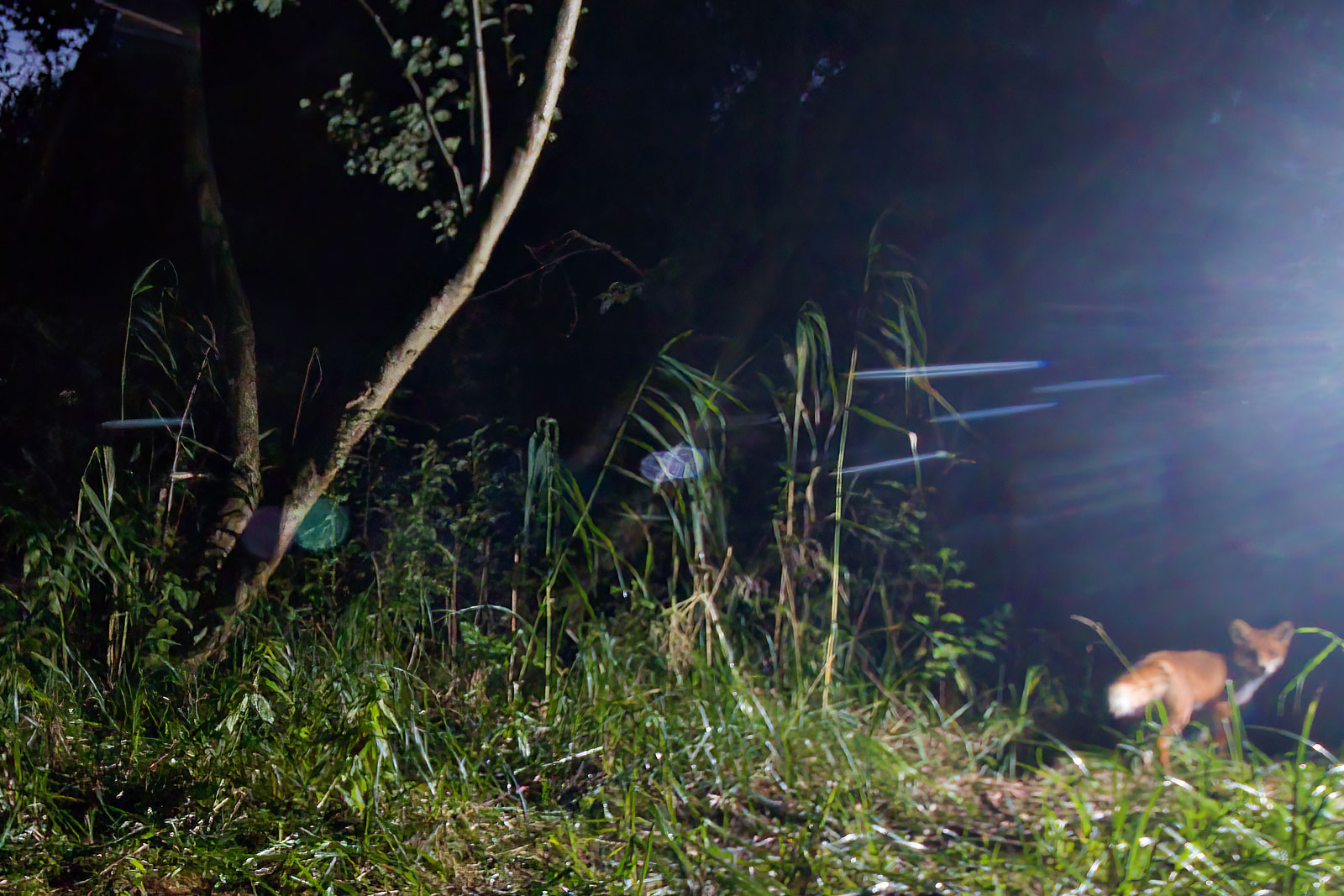 In einem Wäldchen bei Wulfsdorf