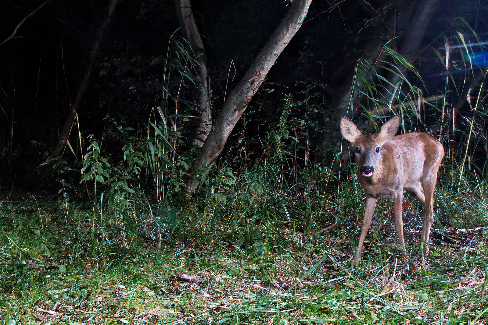 In einem Wäldchen bei Wulfsdorf