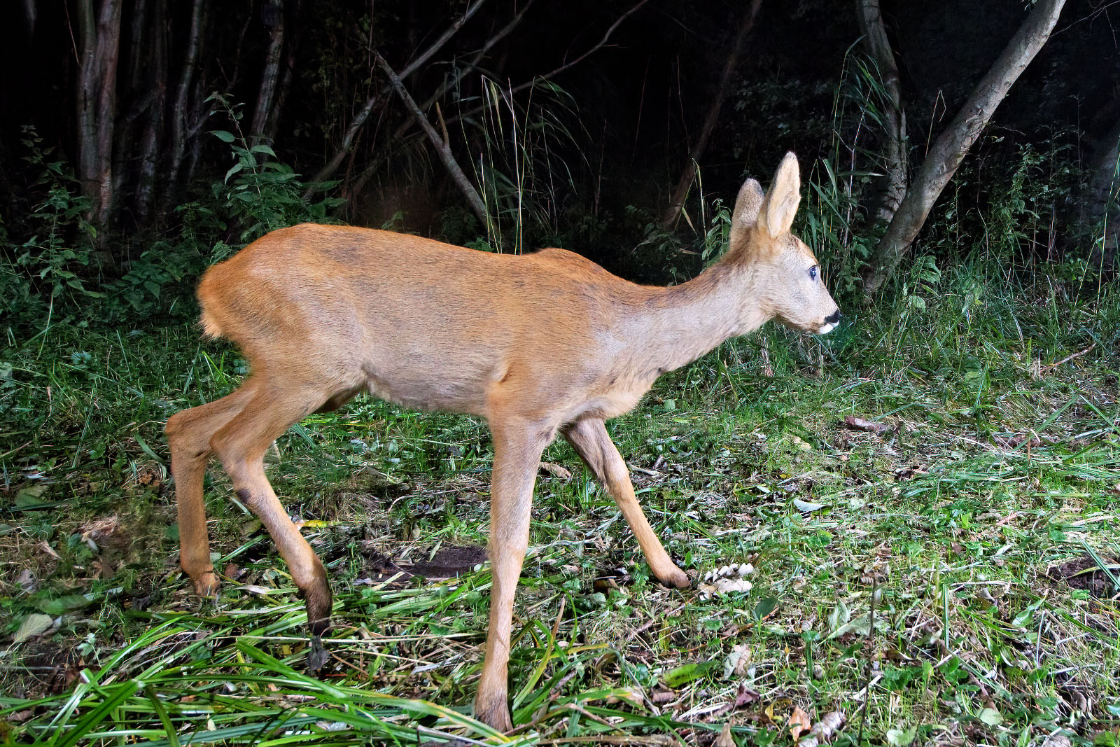 In einem Wäldchen bei Wulfsdorf