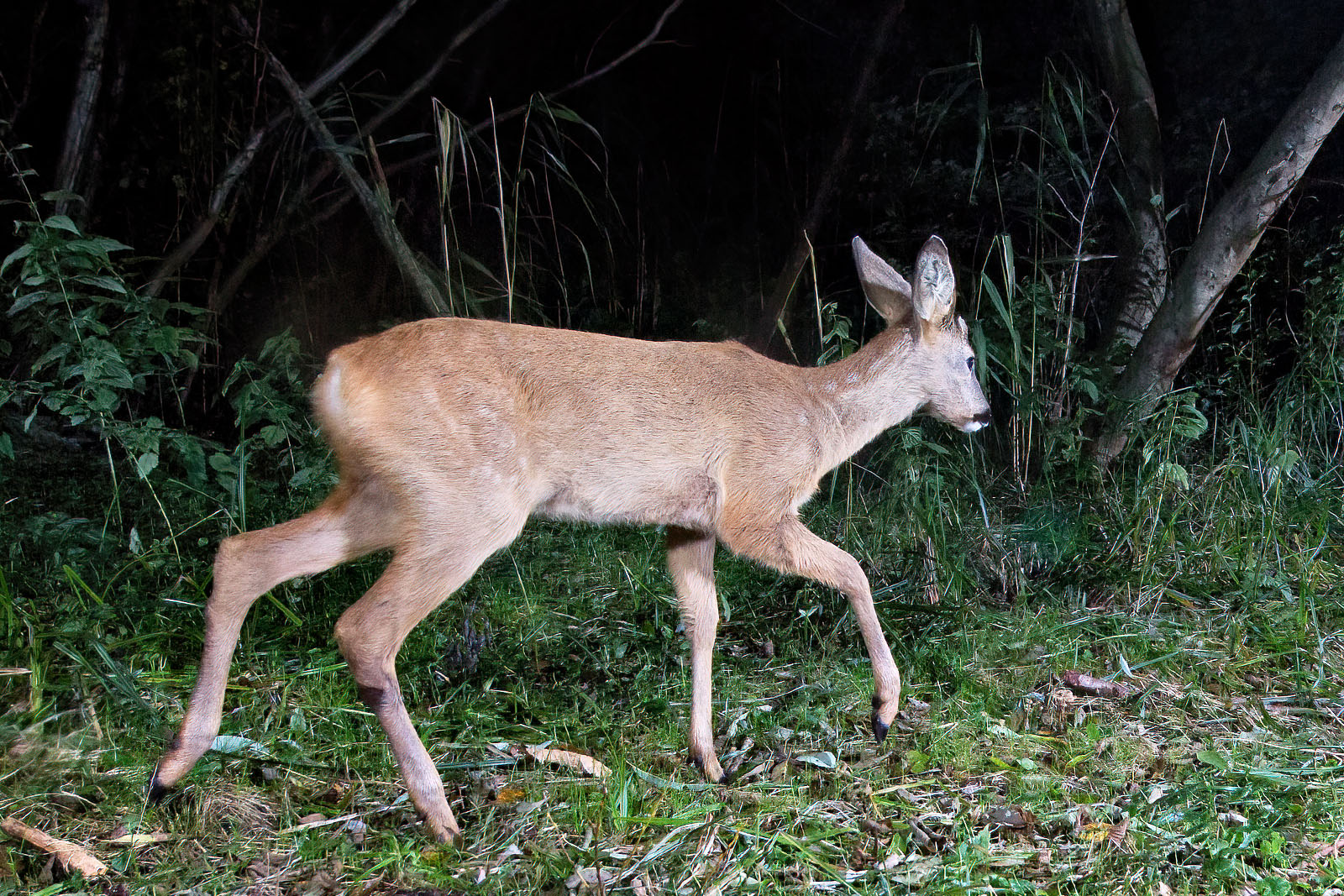 In einem Wäldchen bei Wulfsdorf