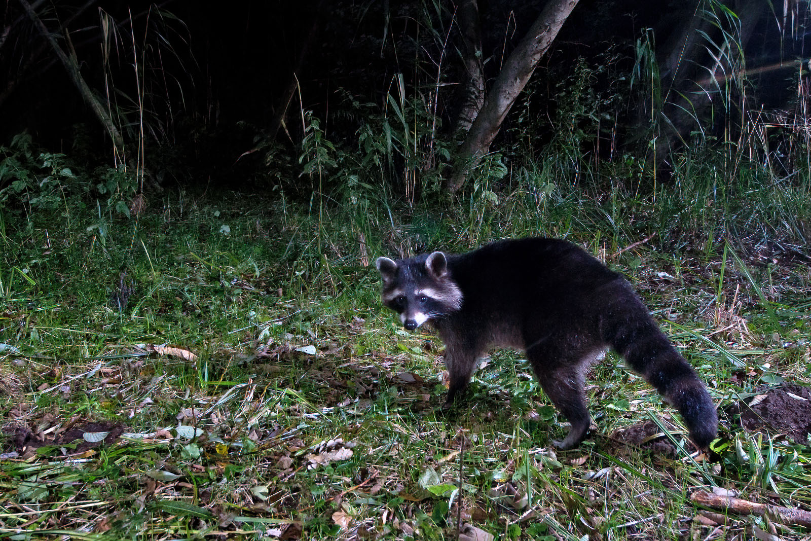 In einem Wäldchen bei Wulfsdorf