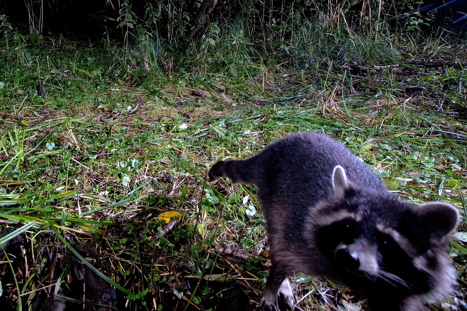 In einem Wäldchen bei Wulfsdorf