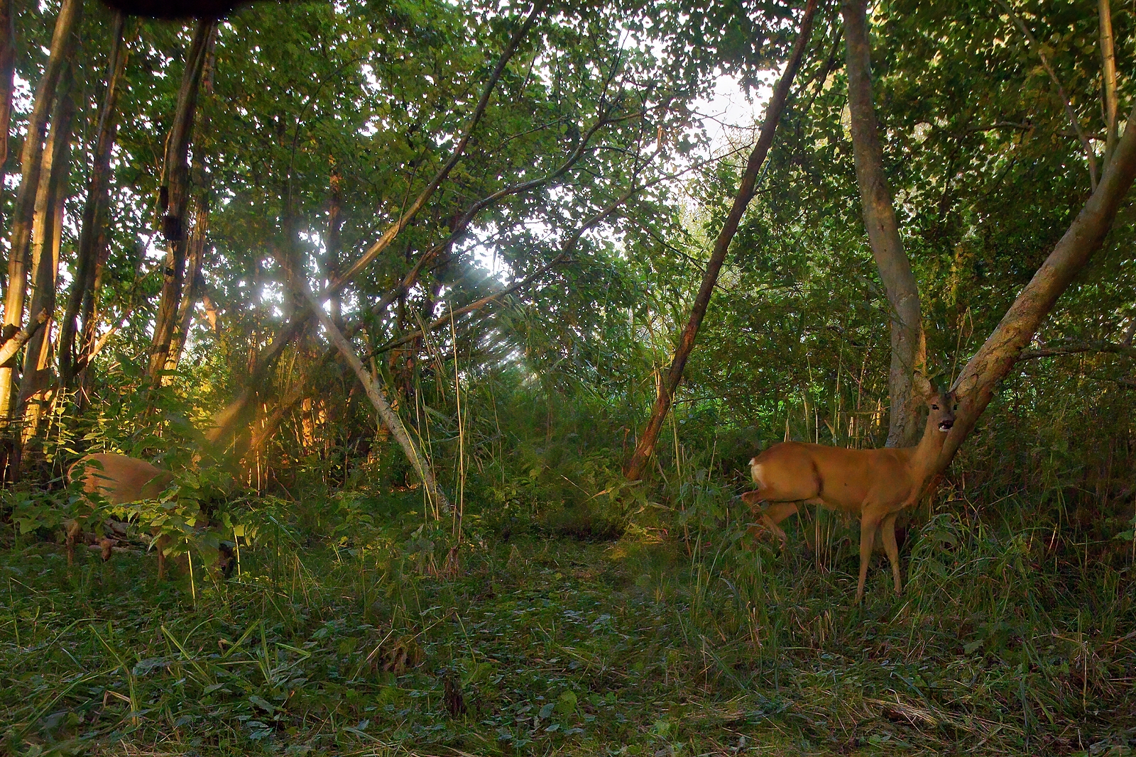 In einem Wäldchen bei Wulfsdorf