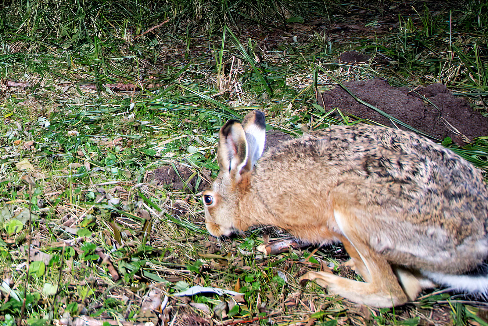 In einem Wäldchen bei Wulfsdorf