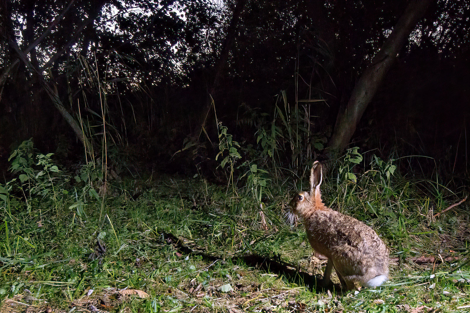 In einem Wäldchen bei Wulfsdorf