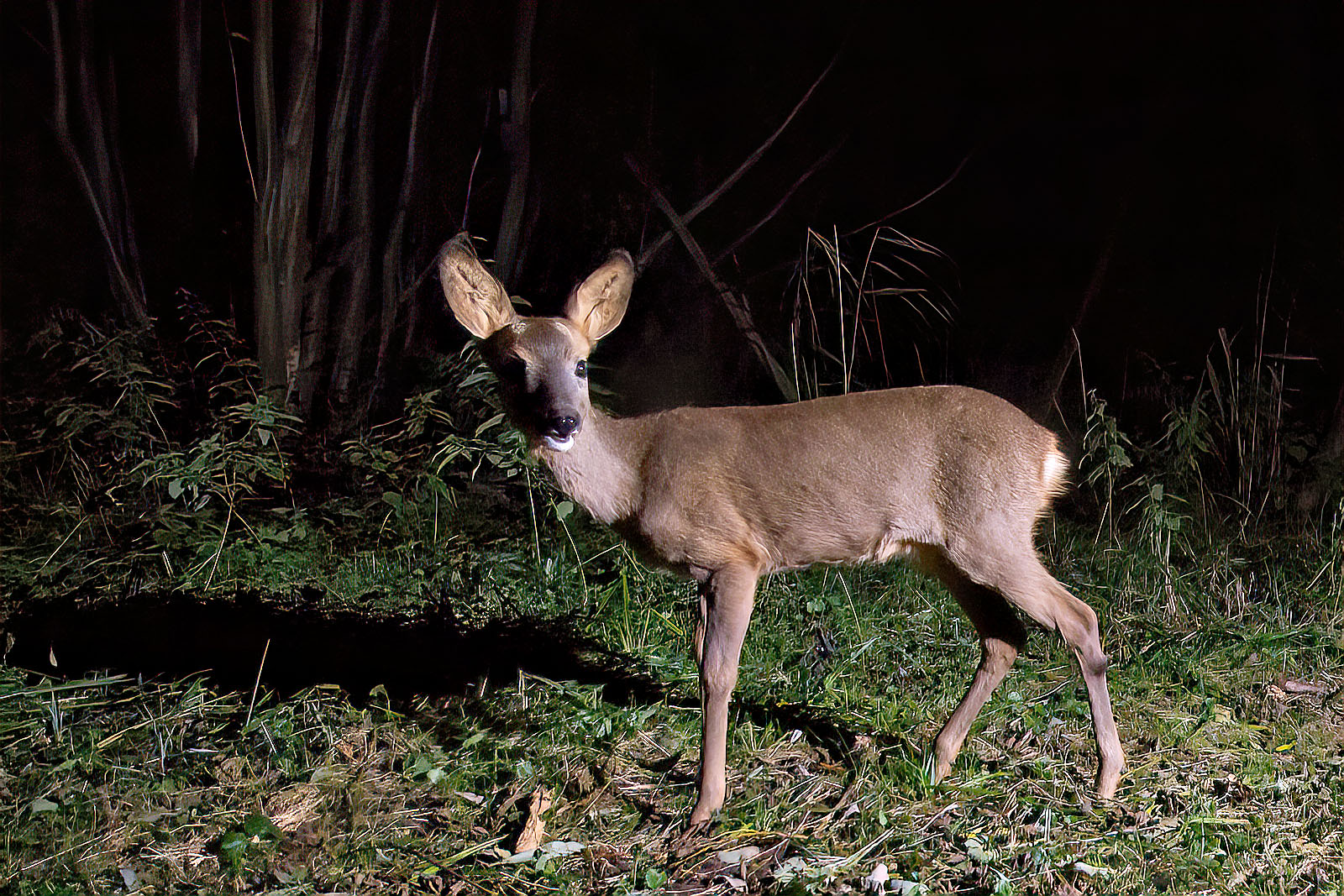 In einem Wäldchen bei Wulfsdorf