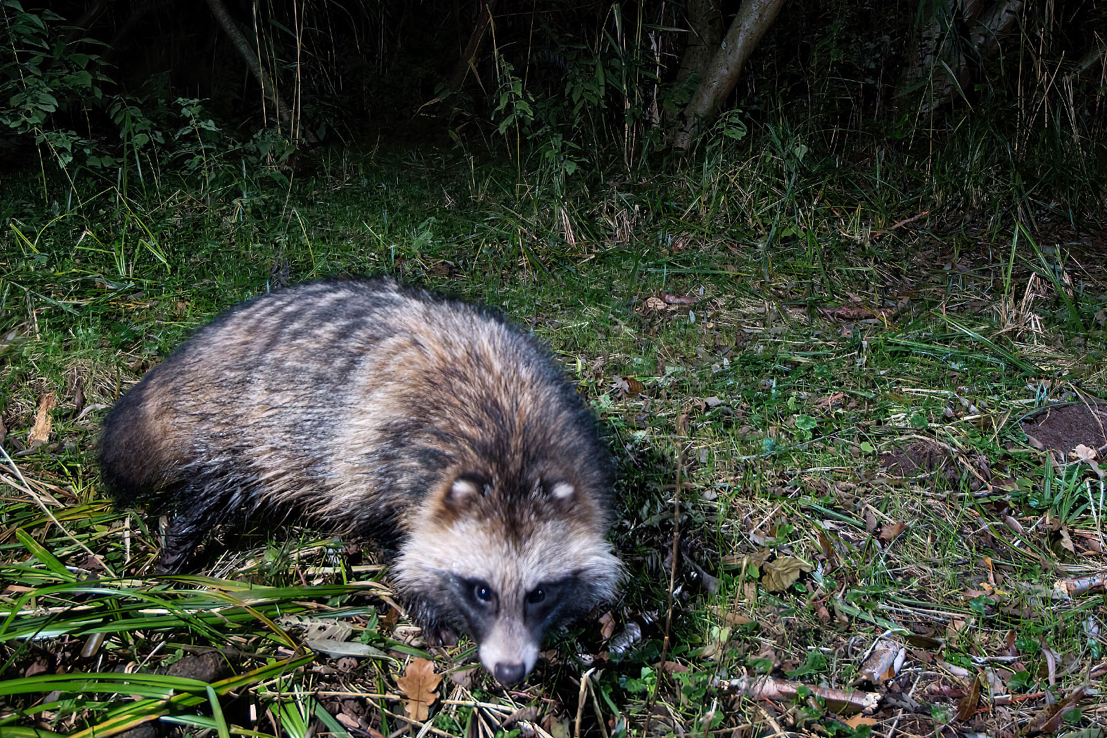 In einem Wäldchen bei Wulfsdorf