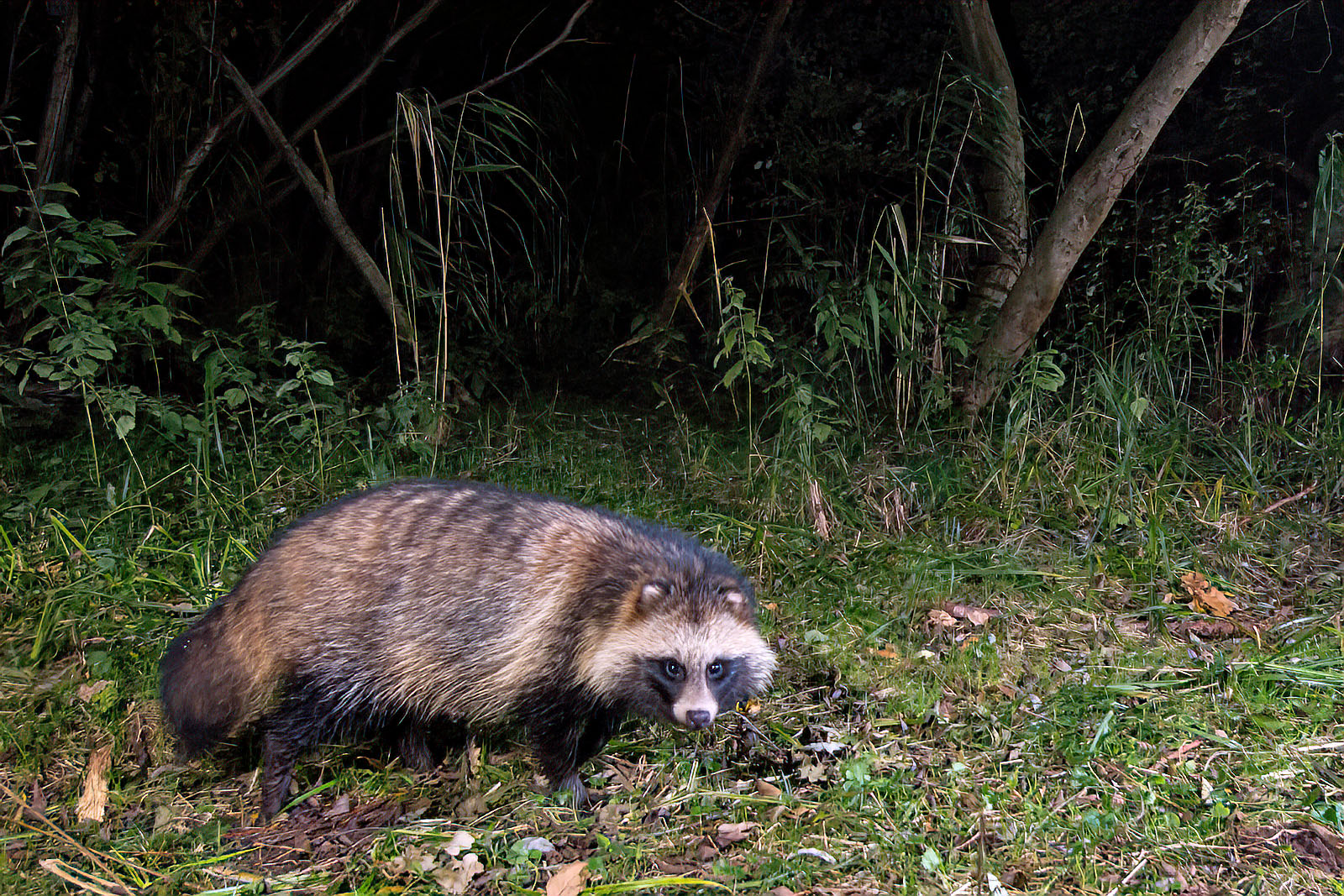 In einem Wäldchen bei Wulfsdorf