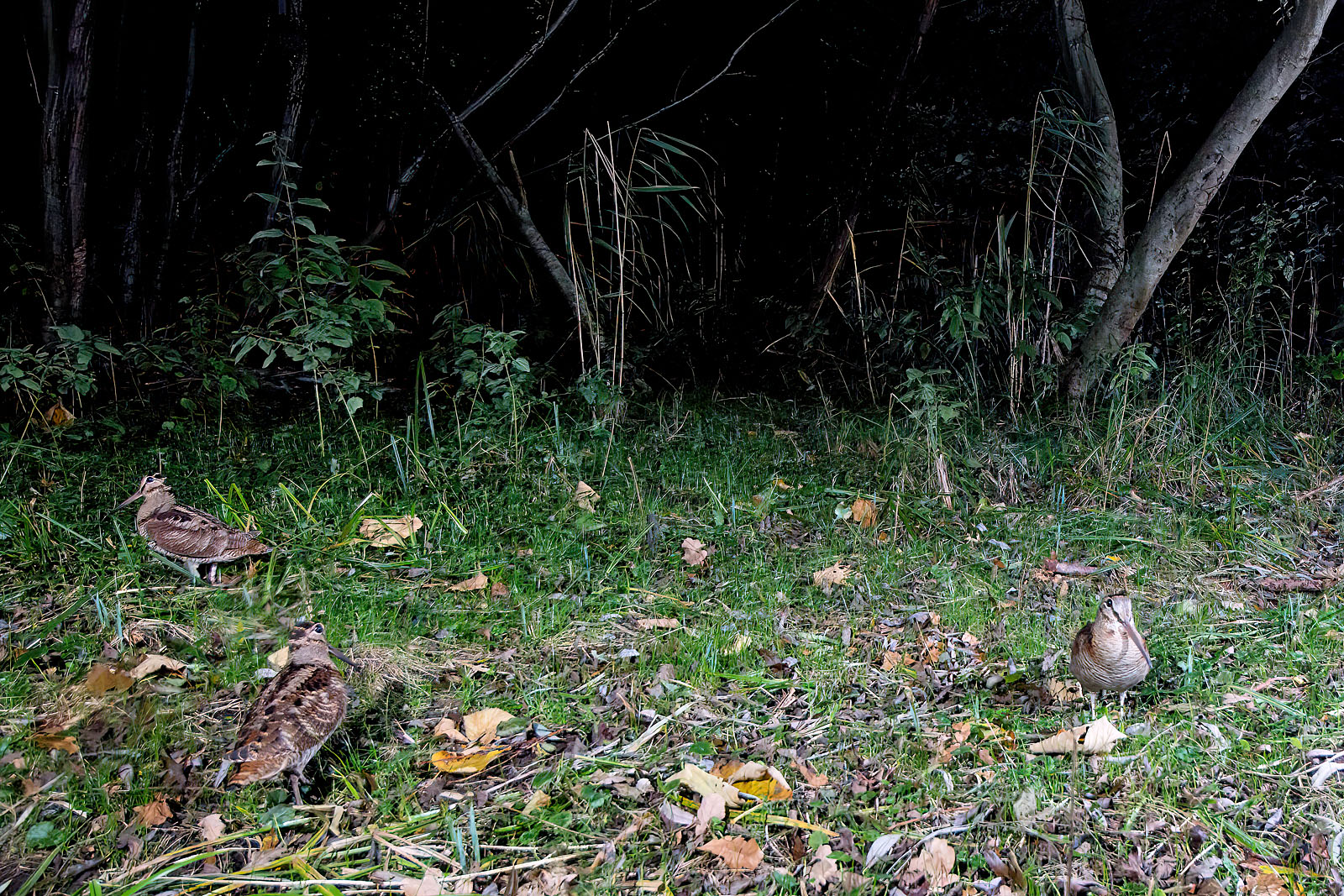 In einem Wäldchen bei Wulfsdorf