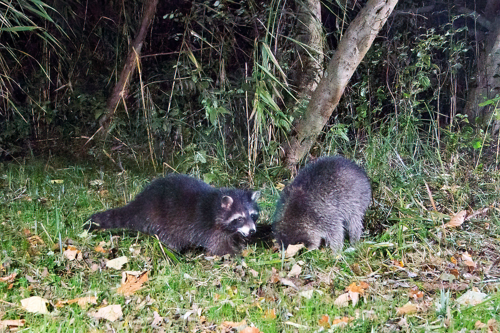 In einem Wäldchen bei Wulfsdorf