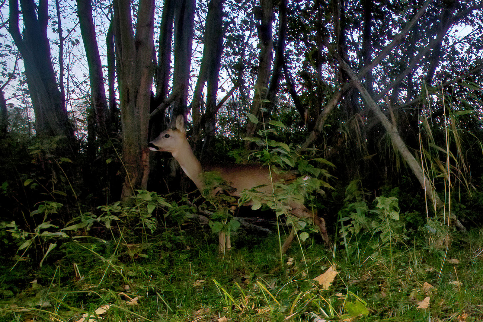 In einem Wäldchen bei Wulfsdorf