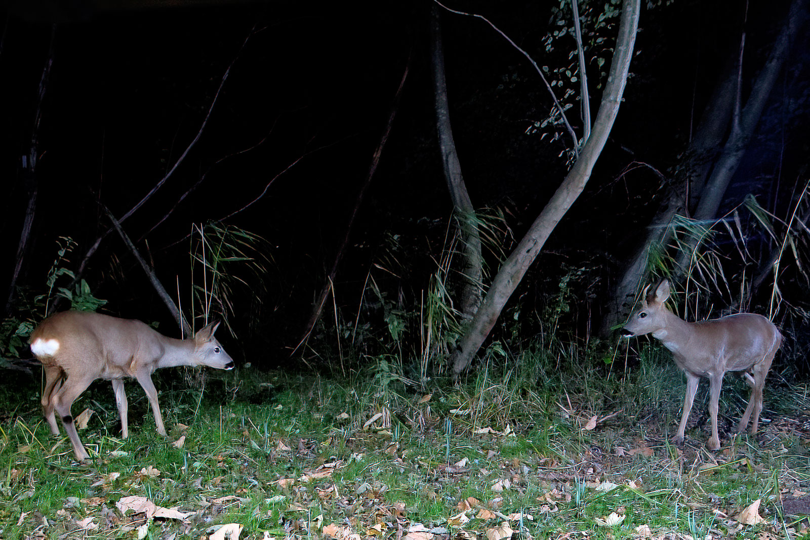 In einem Wäldchen bei Wulfsdorf