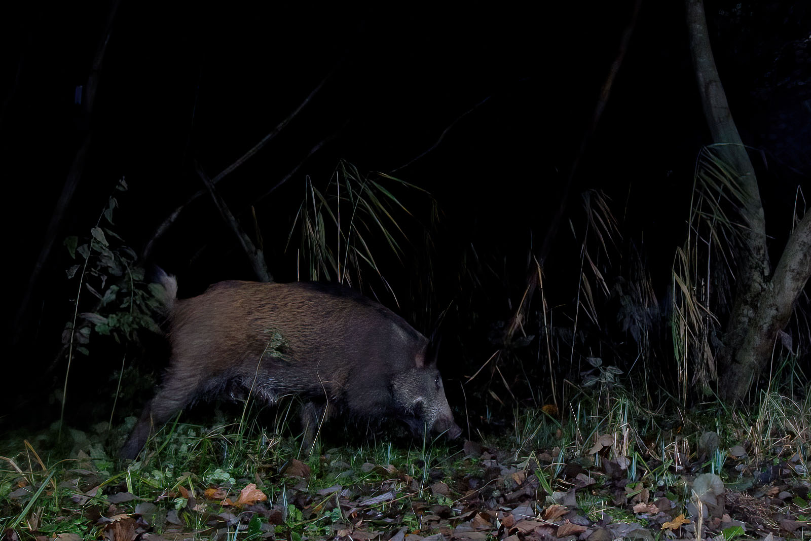 In einem Wäldchen bei Wulfsdorf