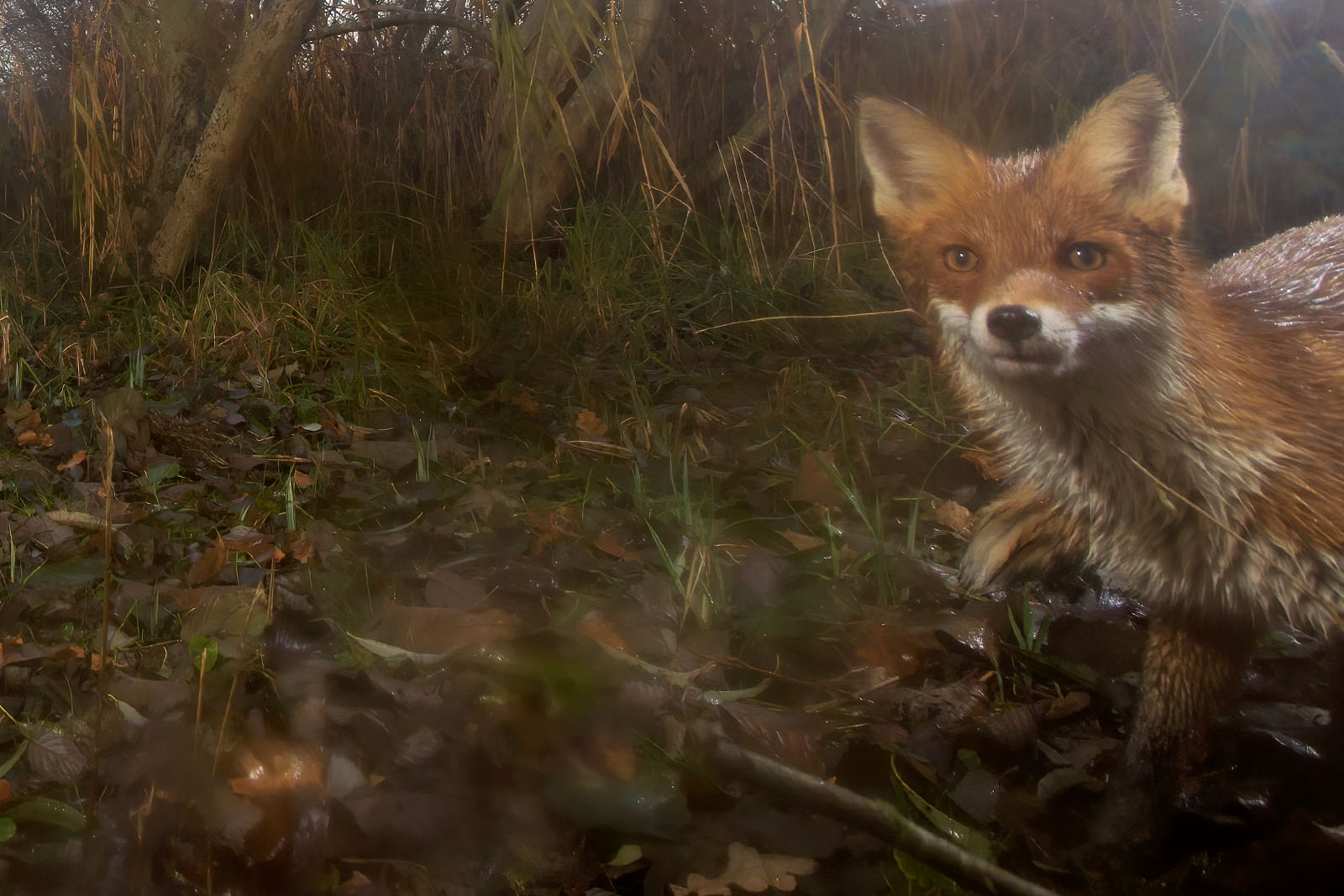 In einem Wäldchen bei Wulfsdorf