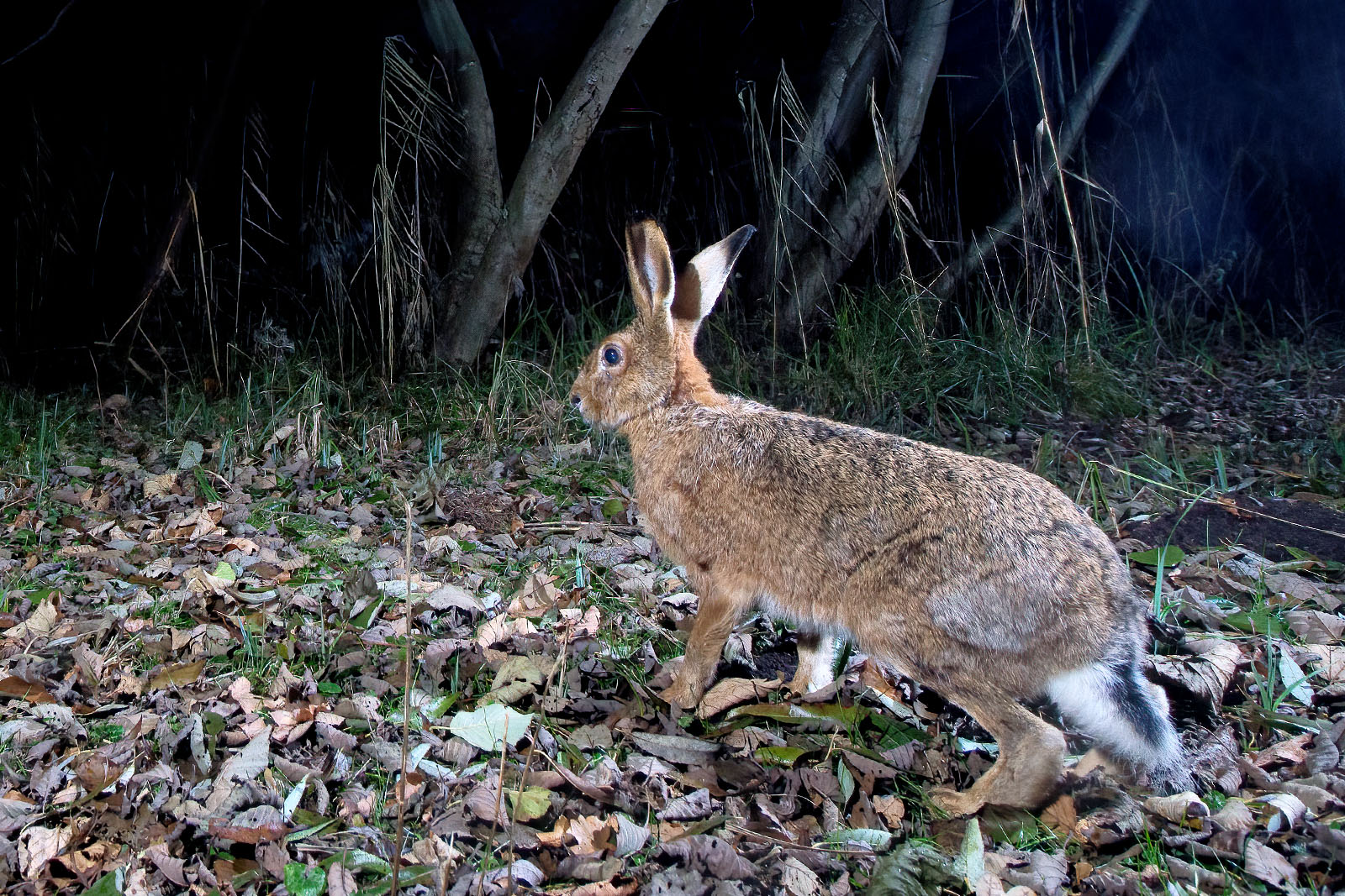 In einem Wäldchen bei Wulfsdorf