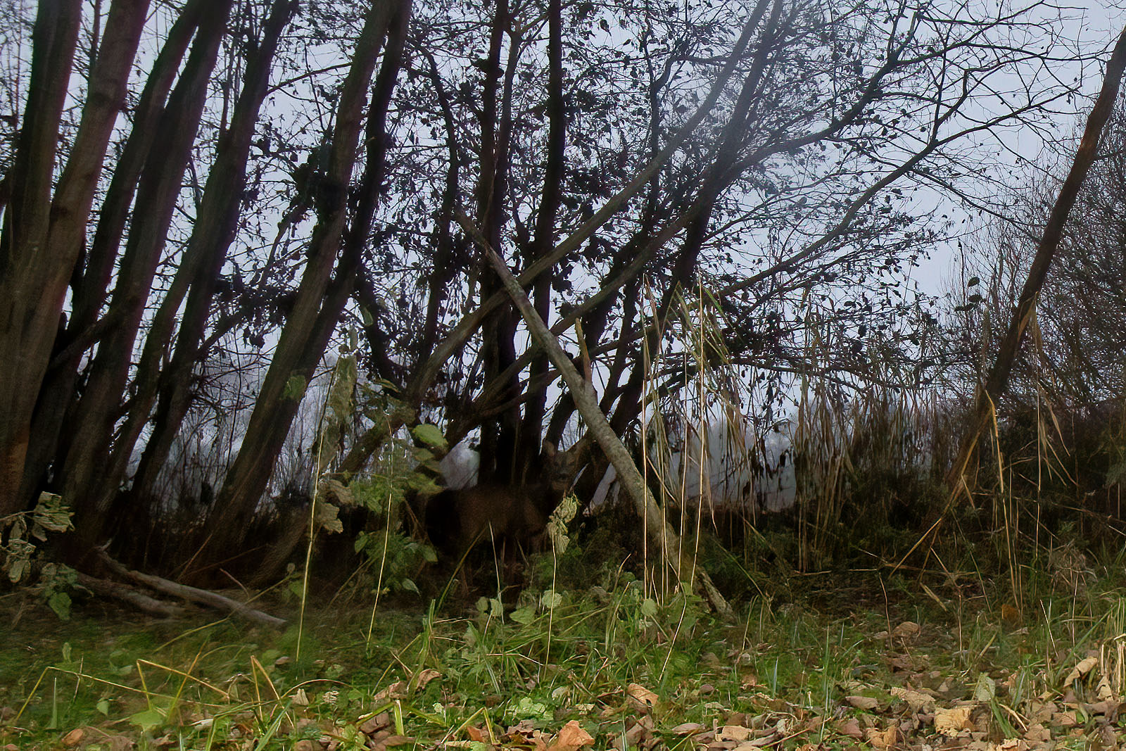 In einem Wäldchen bei Wulfsdorf