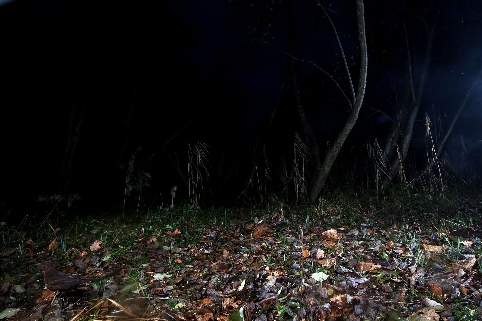 In einem Wäldchen bei Wulfsdorf