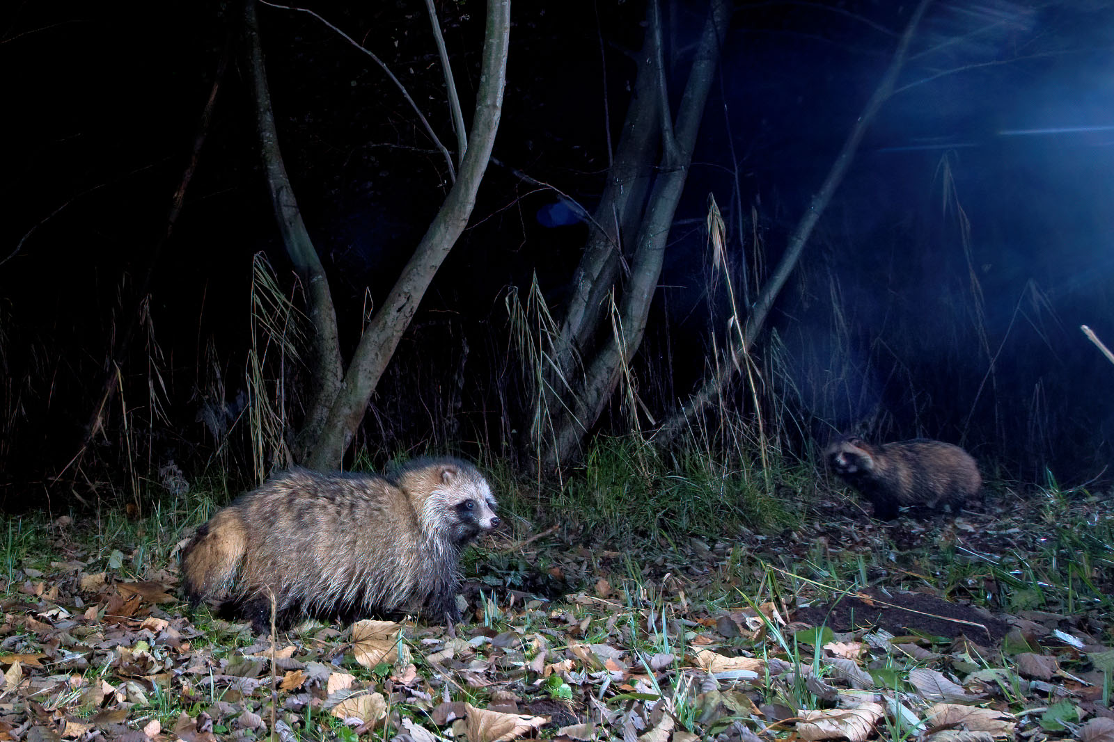 In einem Wäldchen bei Wulfsdorf