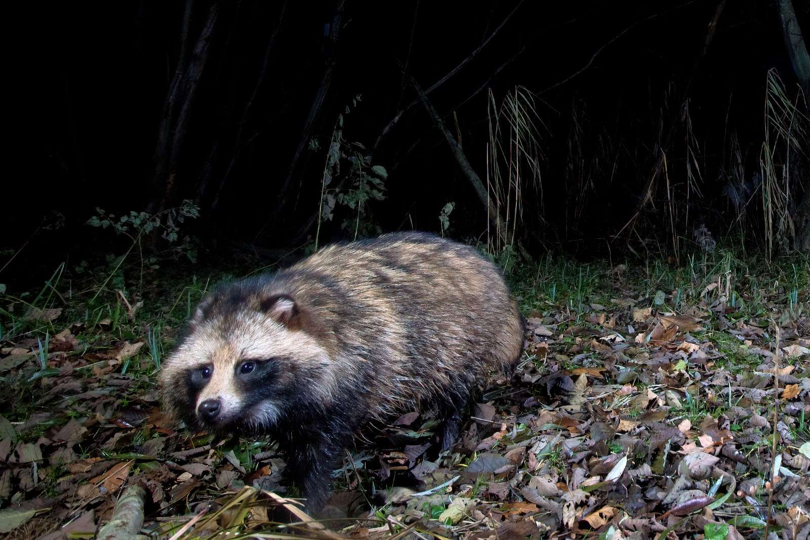 In einem Wäldchen bei Wulfsdorf