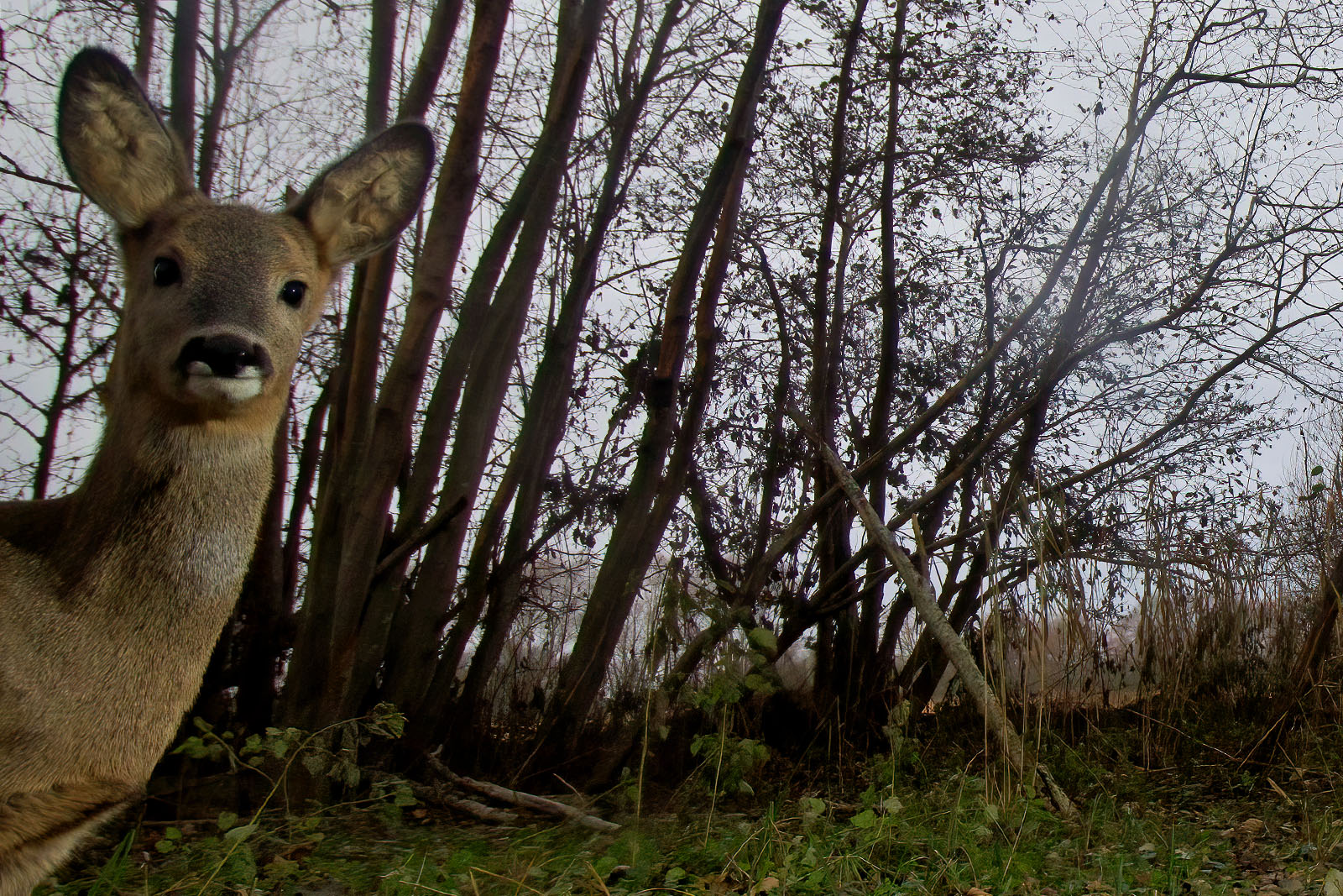 In einem Wäldchen bei Wulfsdorf