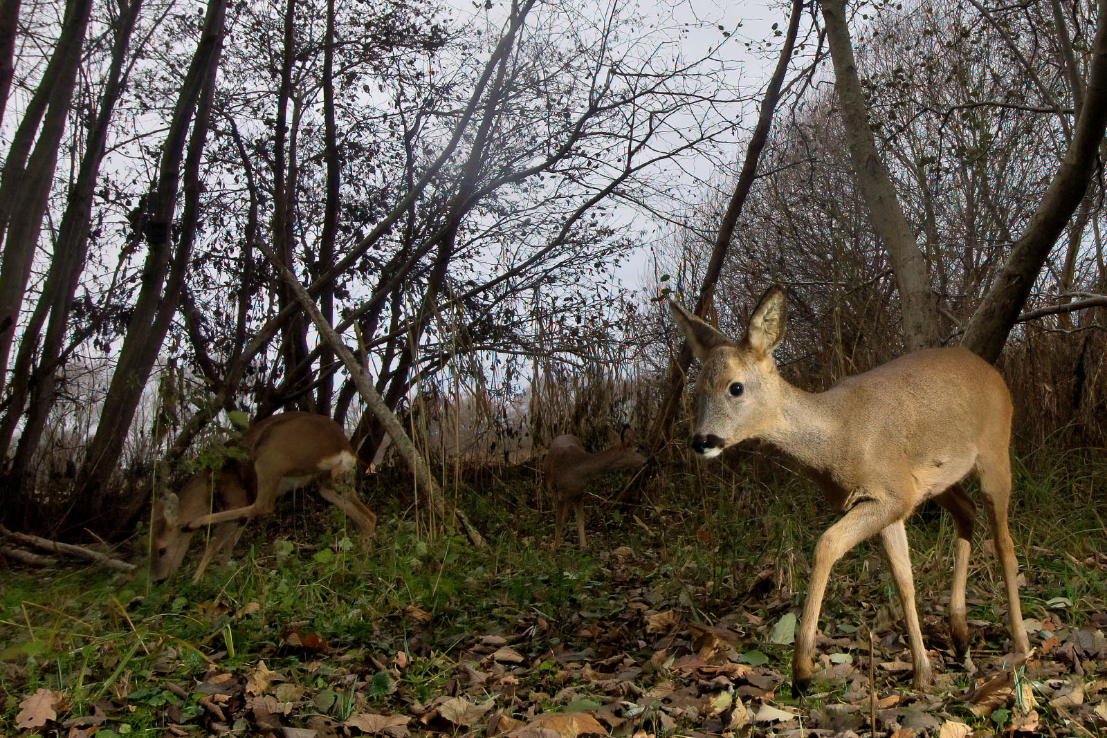 In einem Wäldchen bei Wulfsdorf